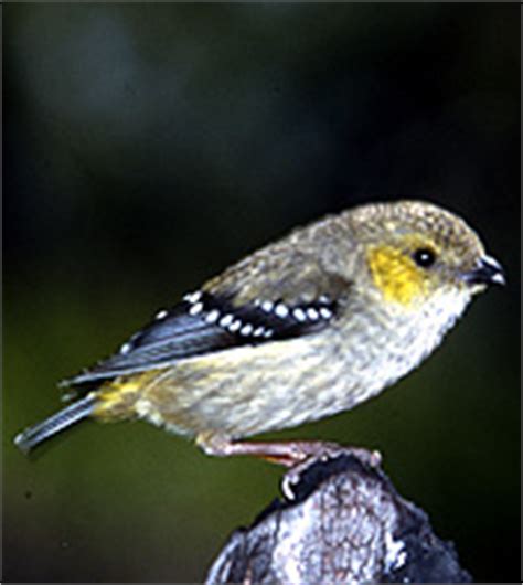 Forty-spotted Pardalote | BIRDS in BACKYARDS