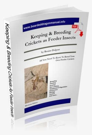 Keeping And Breeding Crickets As Feeder Insects - Insect PNG Image | Transparent PNG Free ...