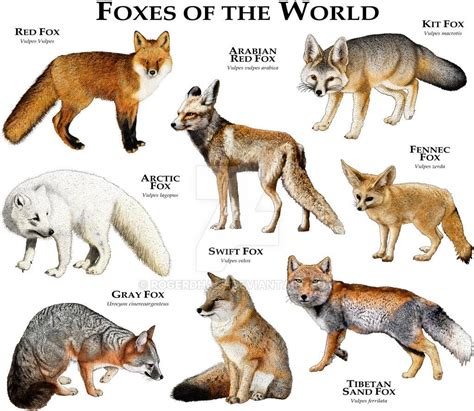 Foxes of the World by rogerdhall on DeviantArt | Animals wild, Animals ...