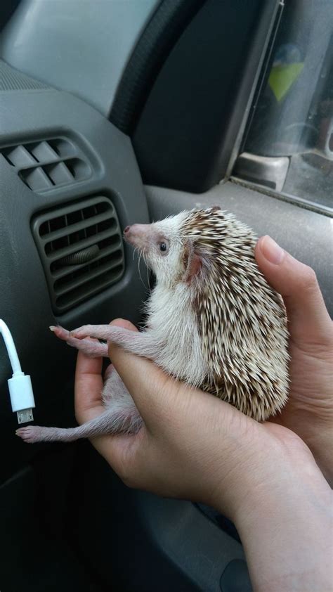 3 Ways to Care for a Hedgehog with Wobbly Hedgehog Syndrome