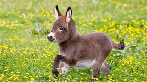 cute miniature donkey 2 - YouTube