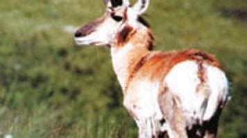 Pronghorn Antelope: Racing predators long gone | Lifestyles | elkodaily.com