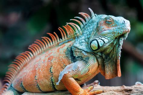 Iguana Wallpapers Full HD 76941 - Baltana