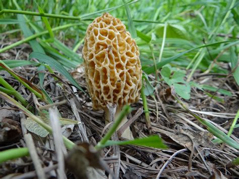 Spring Wild Edibles: There’s More Than Morels! - Jax Beach Surf Fishing