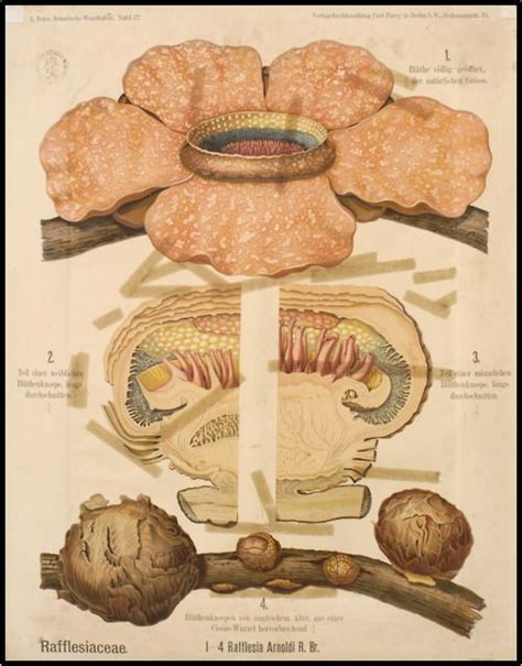 Raflesia Arnoldi | Botanical drawings, Scientific illustration, Botanical art