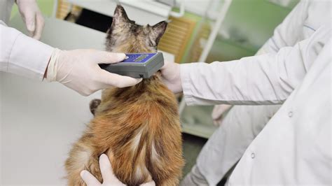 Pet Microchipping In Brunswick, ME 04011 Sunray Animal Clinic