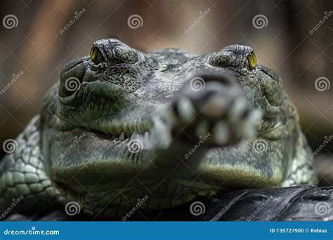 Indian gavial stock photo. Image of dangerous, eyes - 135727900