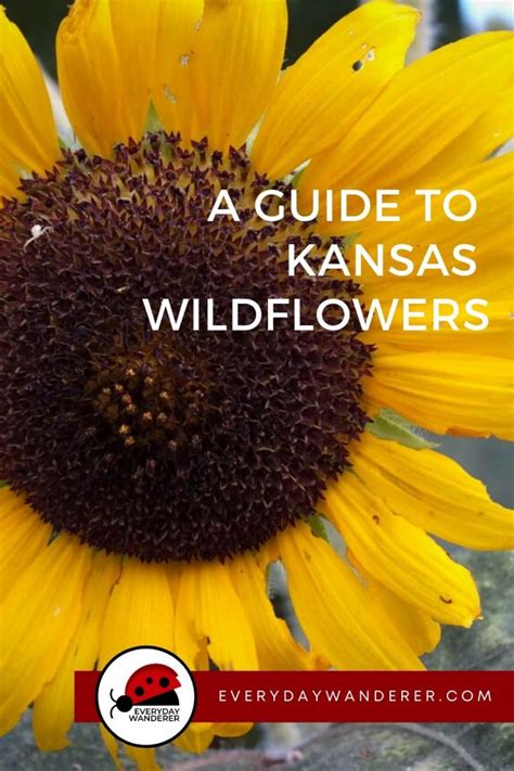 Kansas Wildflowers in Bloom by Season: Spring, Summer & Fall