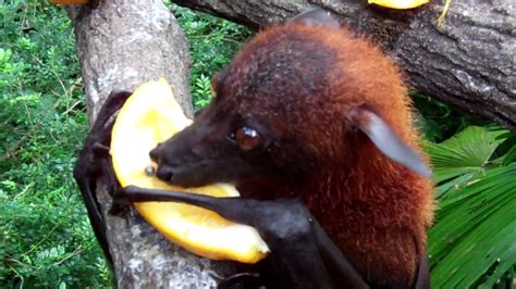 Malaysian fruit bats at Singapore Zoo - YouTube