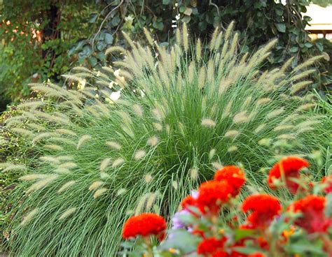 How to Care for Ornamental Grasses Through the Seasons | Ornamental grasses, Grasses landscaping ...