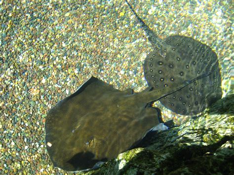 Freshwater stingray | Flickr - Photo Sharing!