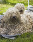 Komondor puppies for sale - Komondor breeders