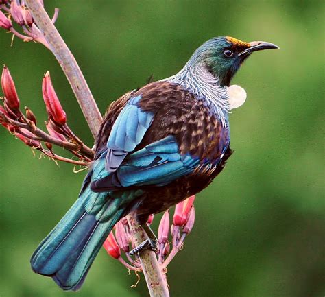 Birds of the World: Tui