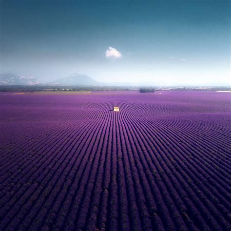 This aerial view of the lavender fields in Valensole. (France) Taken ...