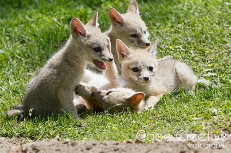 Brady Cabe Photographer Central California photography | Kit Fox Pups At CSUB