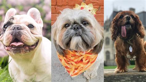 Inside the glorious and lucrative world of Instagram's famous pups ...