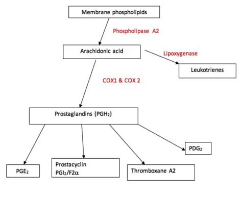 Nsaid Mechanism Of Action