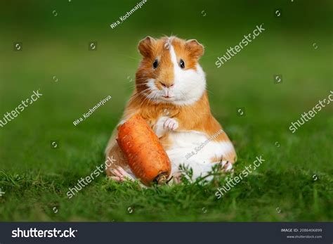 474 Guinea pig carrot eating Images, Stock Photos & Vectors | Shutterstock