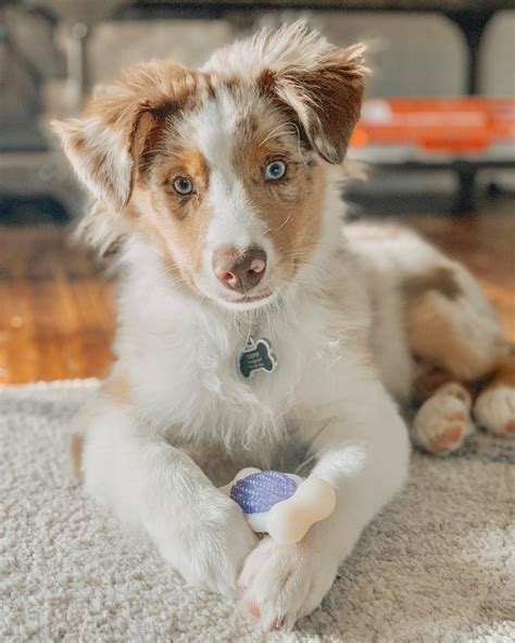 Cooper is 4 months old! #australianshepherd | Girl dog names, Australian shepherd dogs, Aussie ...