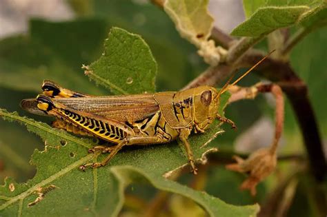 Grasshopper Facts For Kids | Grasshopper Diet & Habitat