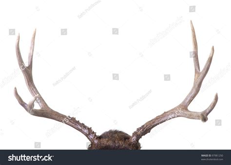 Large Four Point Mule Deer Antlers Isolated On White Background Stock Photo 97981250 : Shutterstock