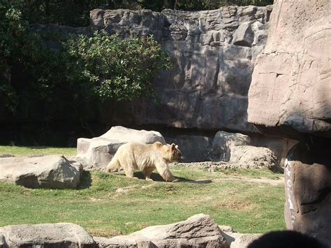 Visita al Zoológico de Chapultepec, México, DF | Lion sculpture, Polar bear, Animals