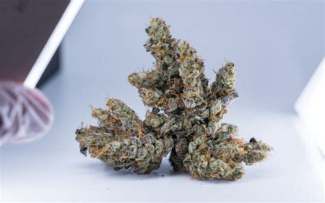 Slapz Marijuana Strain for sale - omega strains