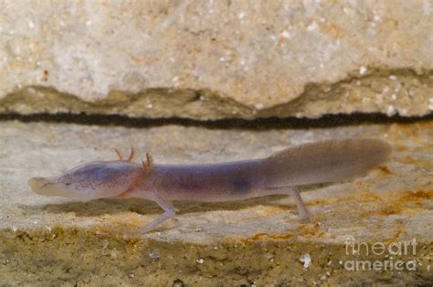 Texas Blind Salamander Photograph by Dante Fenolio - Fine Art America