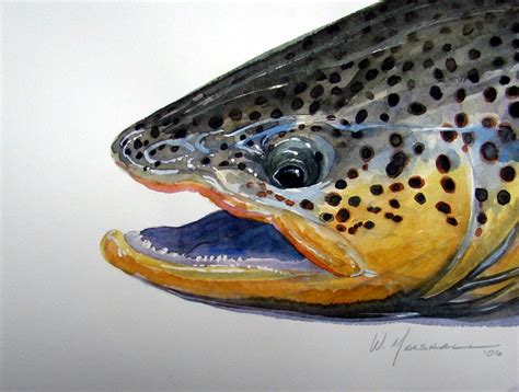 🔥 [50+] Brown Trout Wallpapers | WallpaperSafari