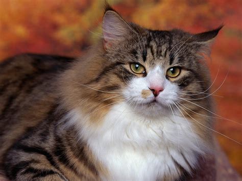 Calico Cats: Norwegian Forest Cat