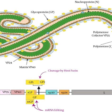 Illustration of the structure and genome of the Ebola virus, Adopted ...