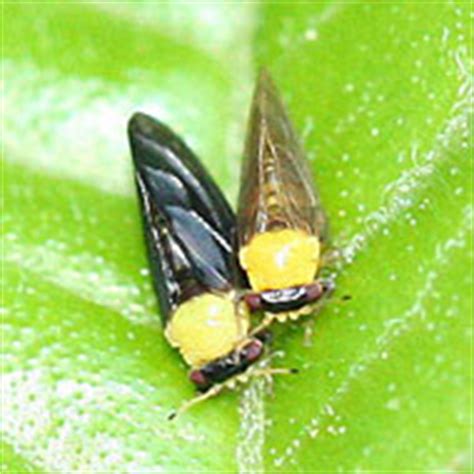 Psyllids - Pest & Insect Problem Solver Guide