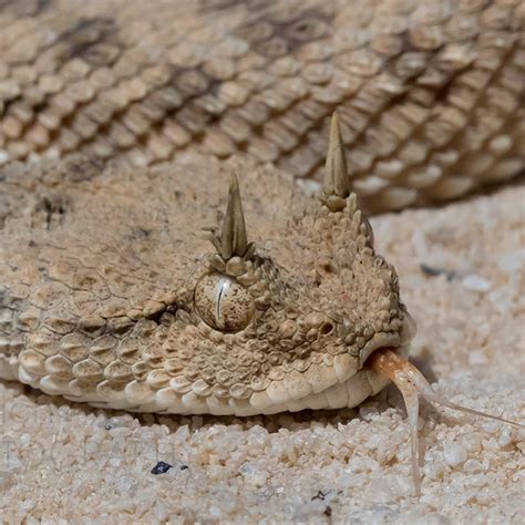 Cerastes cerastes-Desert Horned Viper by mark_kostich_photography Viper Snake, Pit Viper, Snake ...