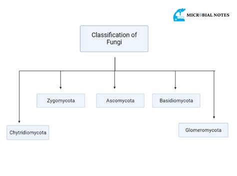 Fungal Taxonomy: An Overview of Classification of Fungi - Microbial notes