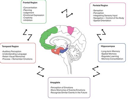 Cureus | Neuroplasticity Improves Bipolar Disorder: A Review