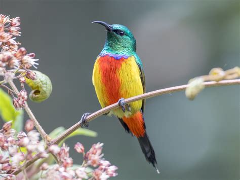 Regal Sunbird - Cinnyris regius - Birds of the World | Africa safari, Uganda africa, Most ...