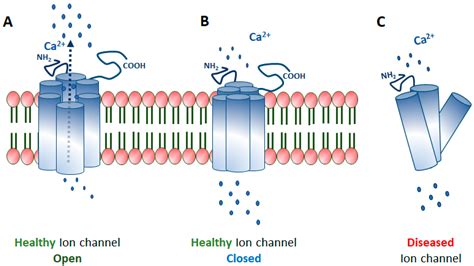 Voltage Gated Ion Channels Animation