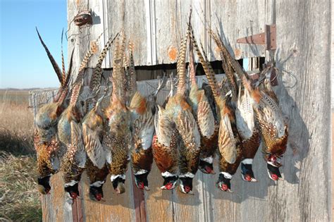 Pheasant Hunting In Nebraska - Hunting In NebraskaHunting In Nebraska