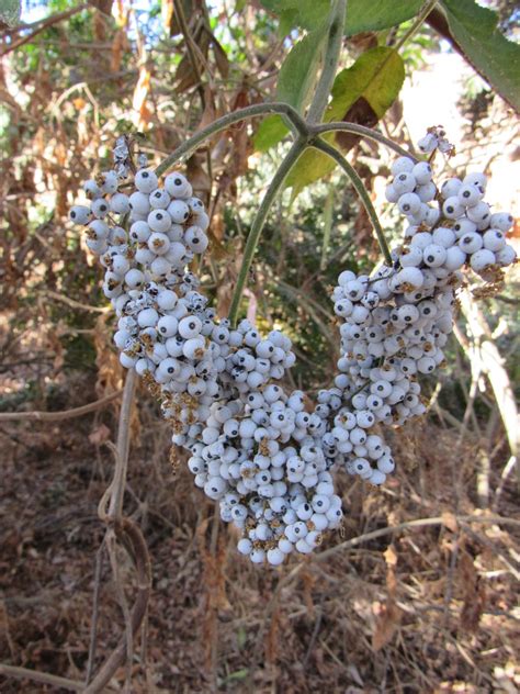 Plant Profile: Blue Elderberry