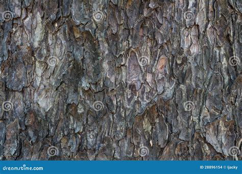 Old rain tree bark texture stock photo. Image of park - 28896154