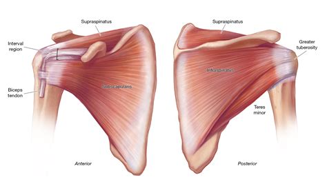 Acute Tears of the Rotator Cuff: Why seek Help Immediately? - Shoulder & Elbow