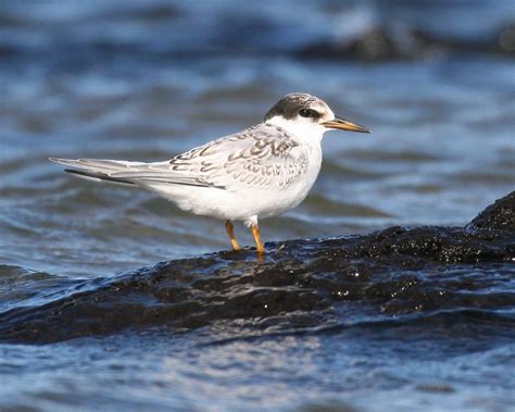 BirdLife Melbourne - Fairy Tern