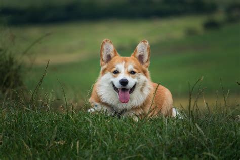 The Queen’s dogs were her beloved companions. What will happen to them ...