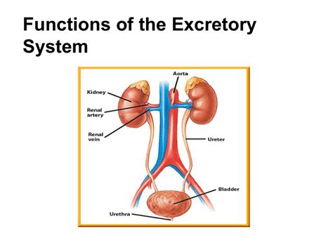 Functions of the Excretory System