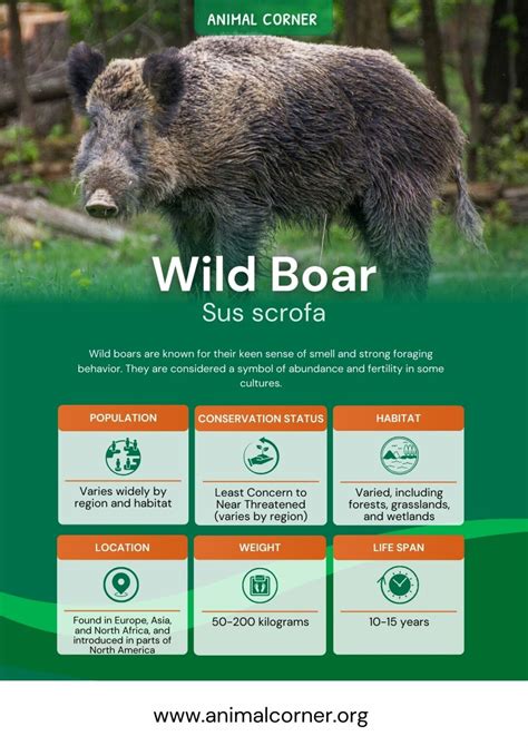 Wild Boar - Facts, Diet & Habitat Information