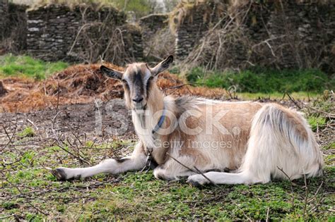 Irish Goat Stock Photo | Royalty-Free | FreeImages