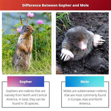 Gopher vs Mole: Difference and Comparison