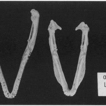 Dorsal view of dentary of Ctenosaura pectin-Fig. 5. Dorsal view of... | Download Scientific Diagram