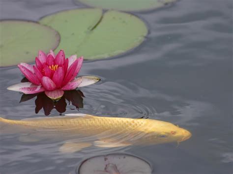 Pink waterlily and lily pods on calm body of water HD wallpaper | Wallpaper Flare