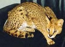 SERVAL AND CARACAL HYBRIDS